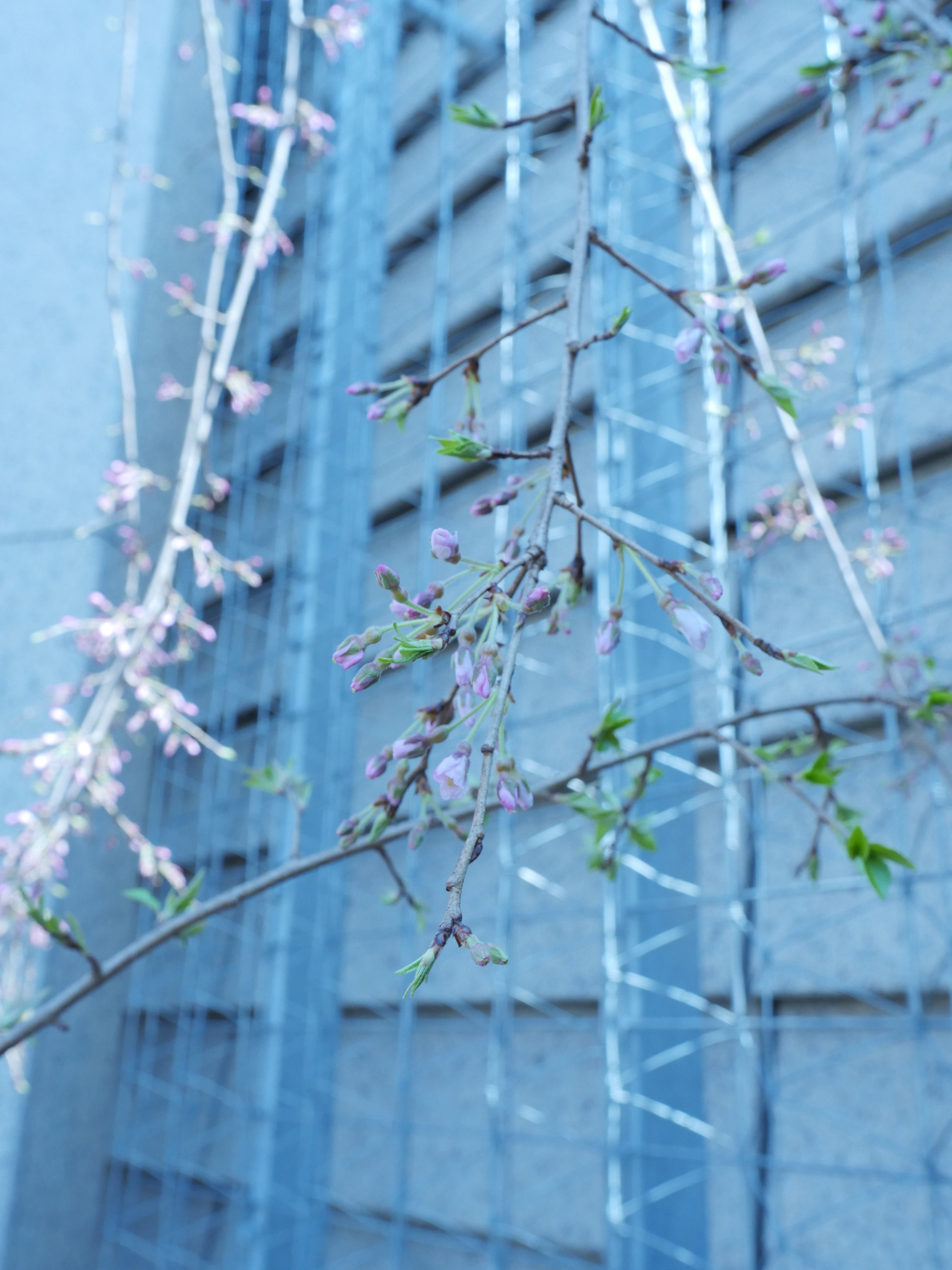 桜咲く美術館 ー「奥村土牛《醍醐》の桜」開花と関連情報のご案内ー