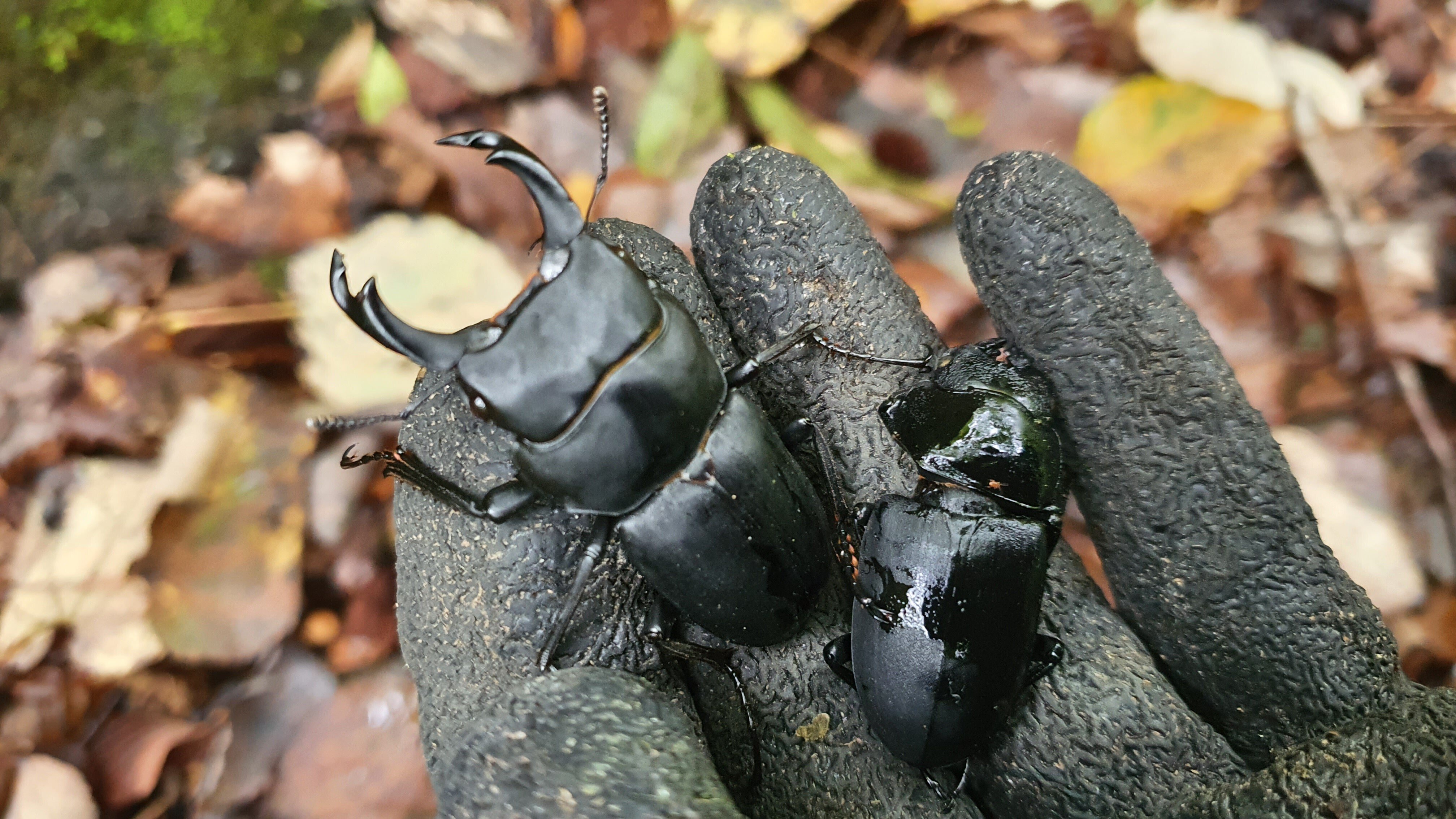 栃木県 ヒメオオクワガタ採集記｜キヨタミ