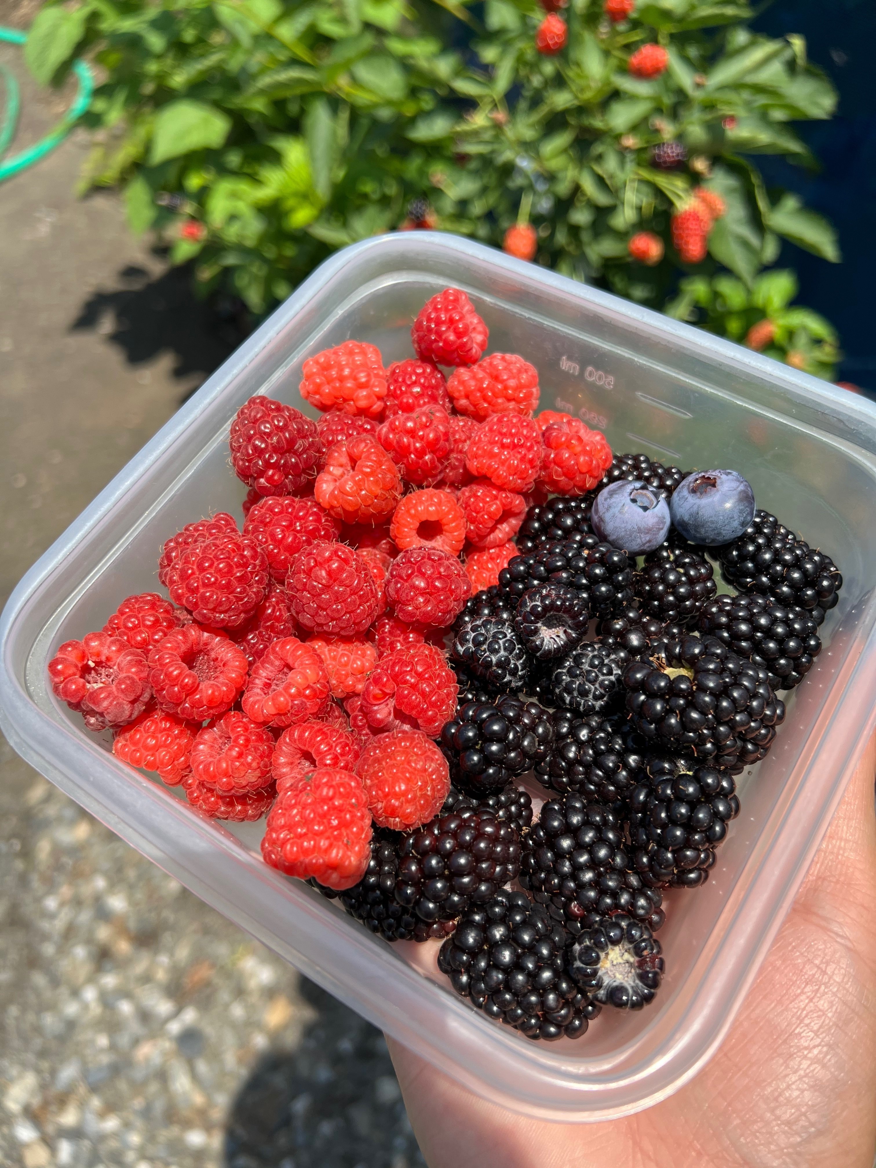 ラズベリー苗 Tulameen（トゥラミーン） 大株 ラズベリー苗 Tulameen