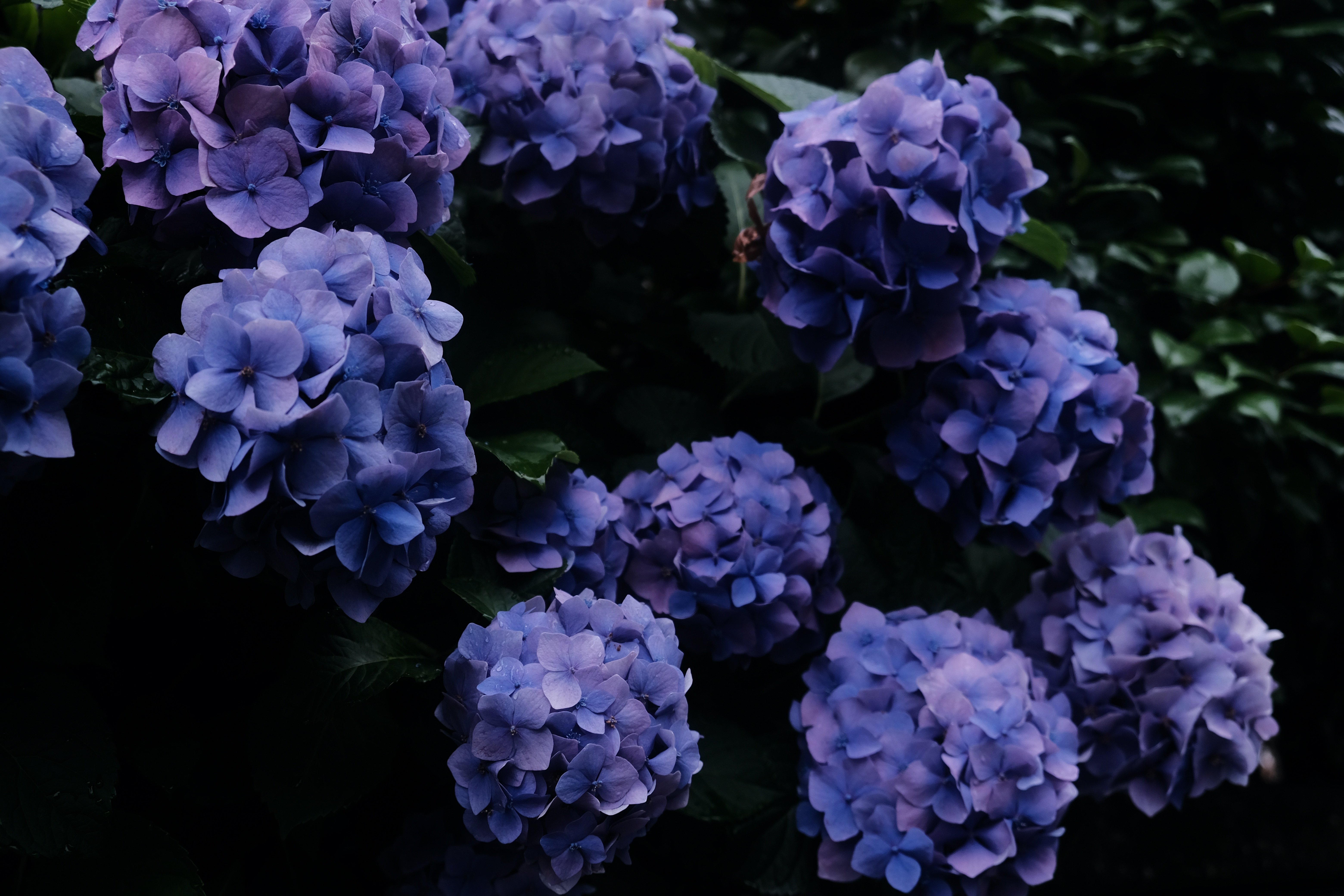 X-H2で紫陽花をいろいろ撮ってみる（素人がプロなるための260週の記録