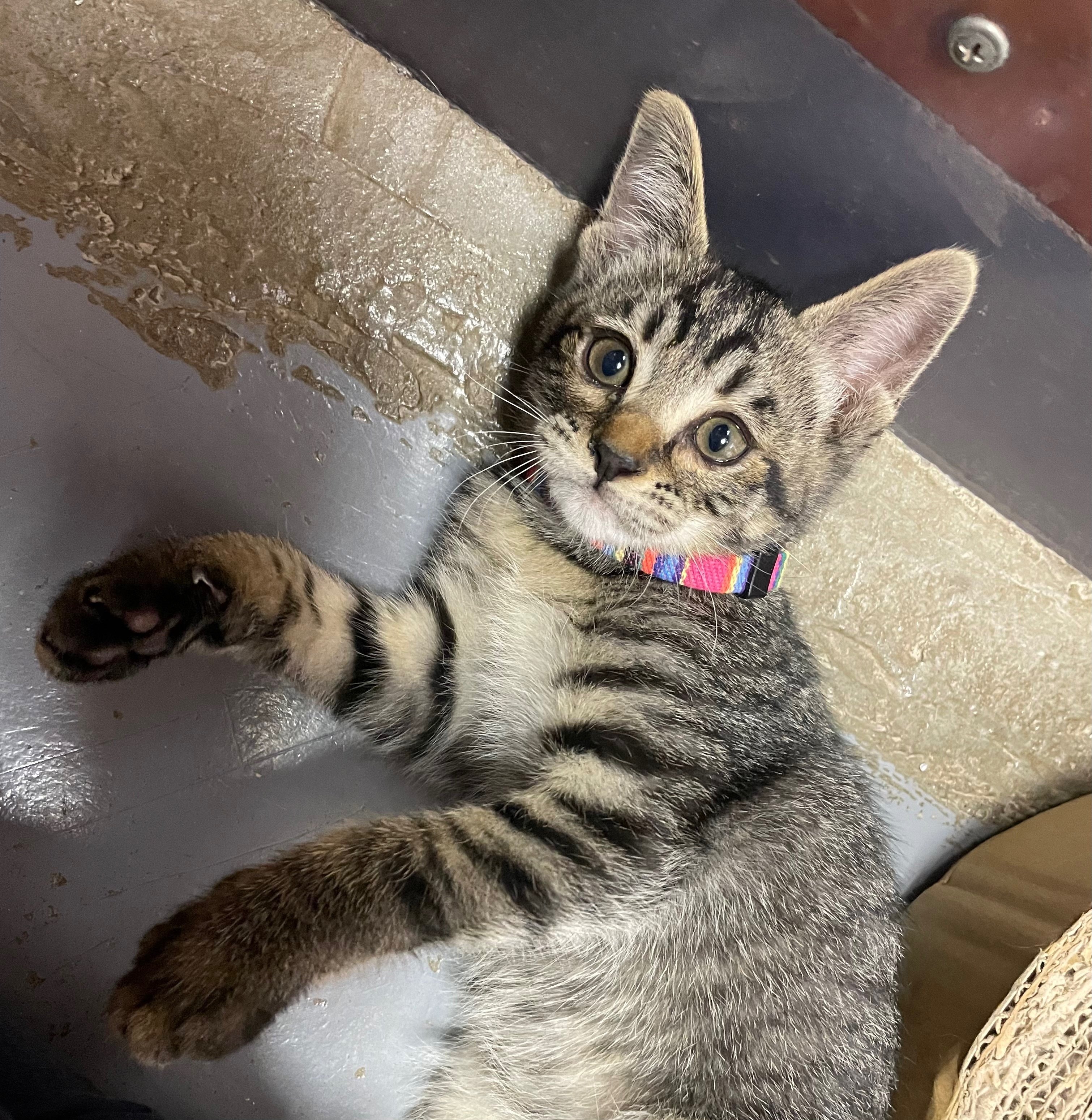 新しく仲間入りしました🐈｜那須どうぶつ王国公式note