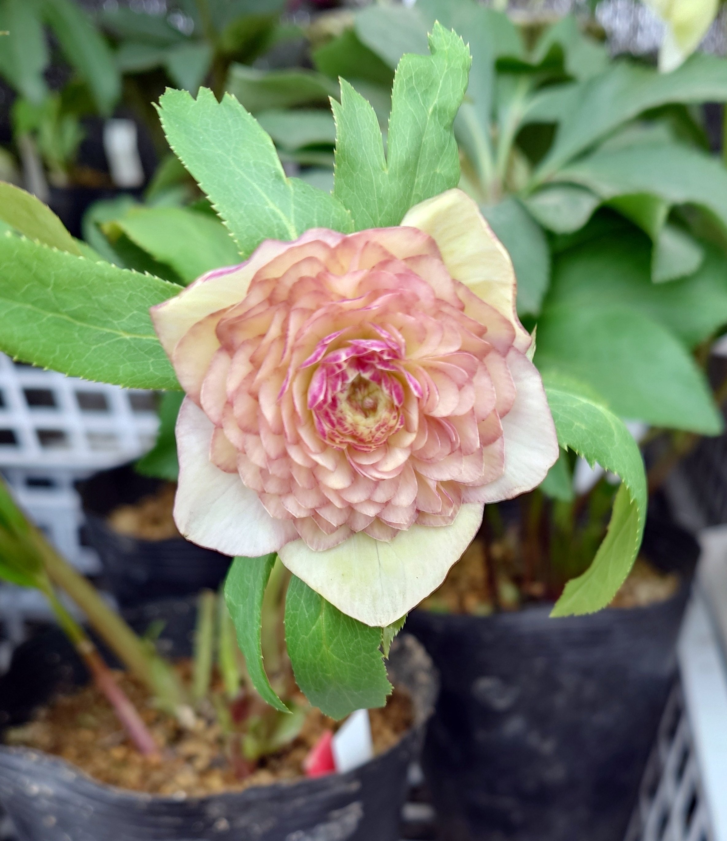 大賞作品の見学〜加藤農園｜シニアスタイル109Ⅱ