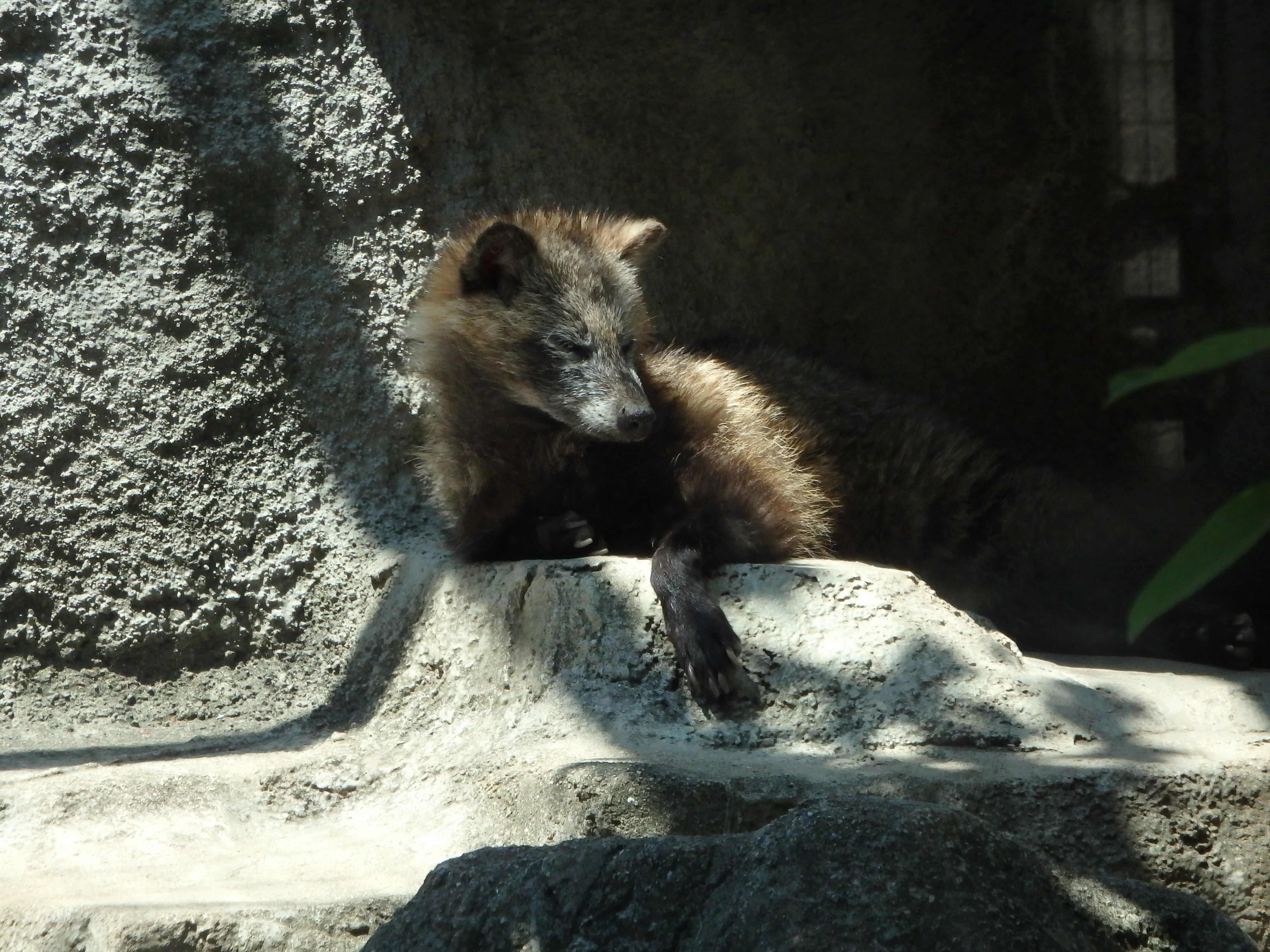 天王寺動物園 オオカミ舎・タヌキ・アナグマ・ジャガー