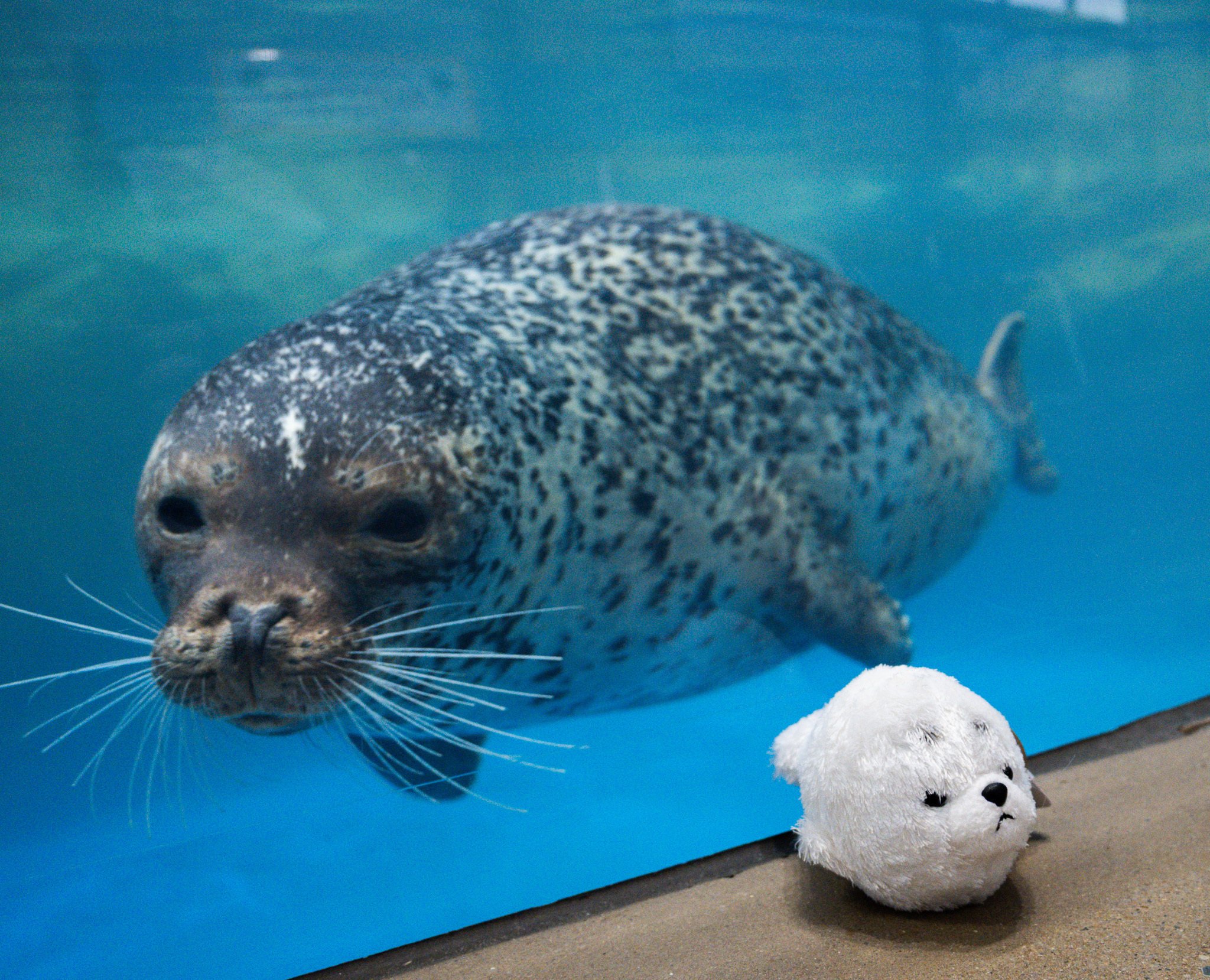 日本のアザラシ探訪記⑦しまね海洋館アクアス・宮島水族館＋しな