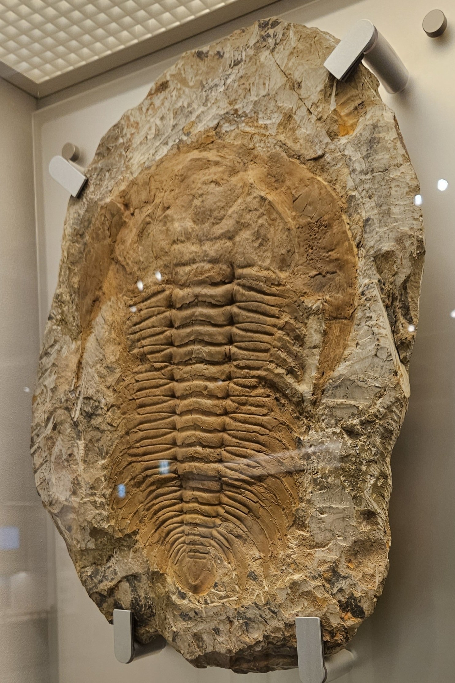 The Lost Universe 古代の巨大海洋節足動物③巨大三葉虫｜美原さつき