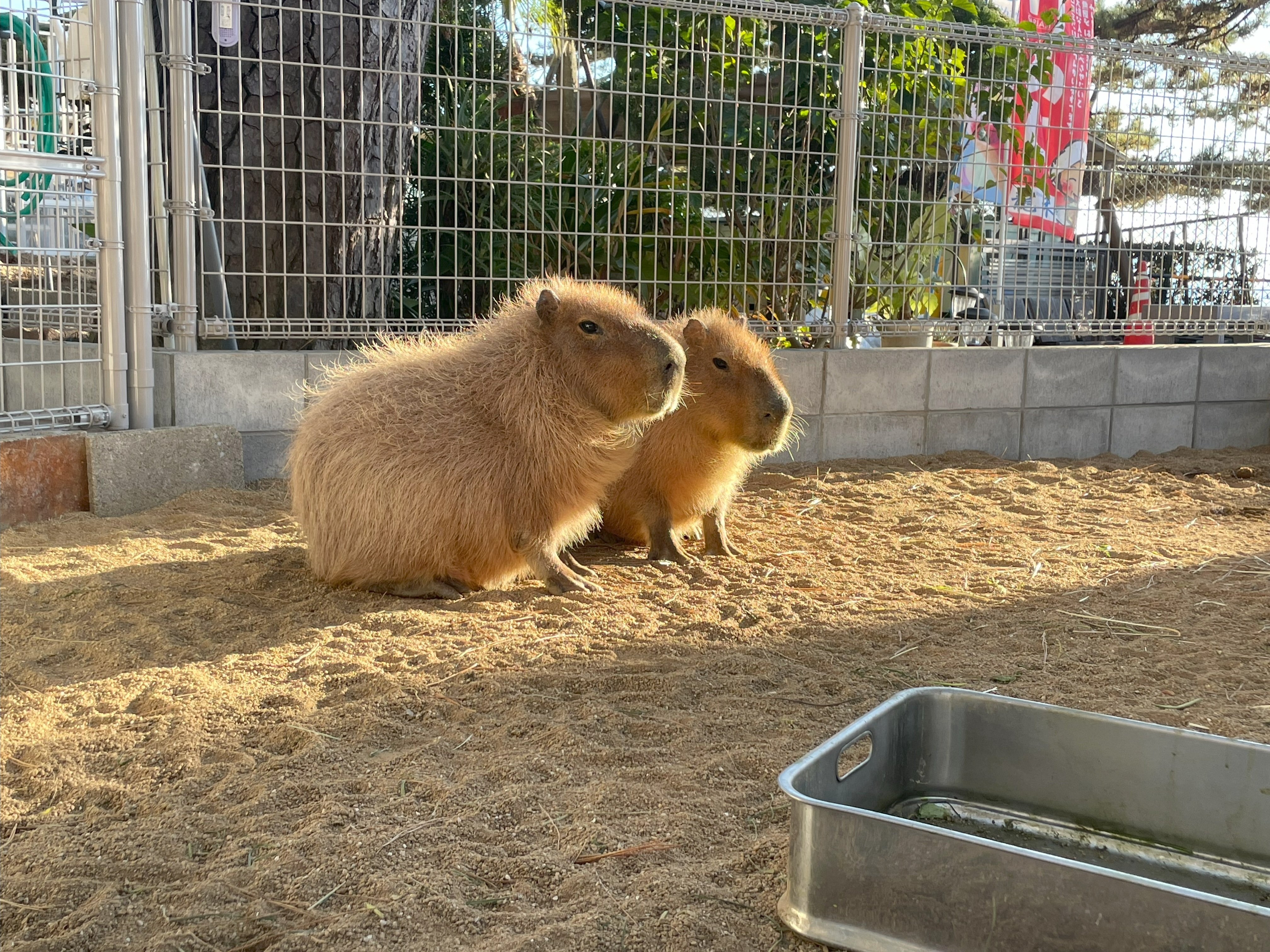 LIXILカピリク舎とカピリクについて《水族館展示解説》｜桂浜水族館 公式