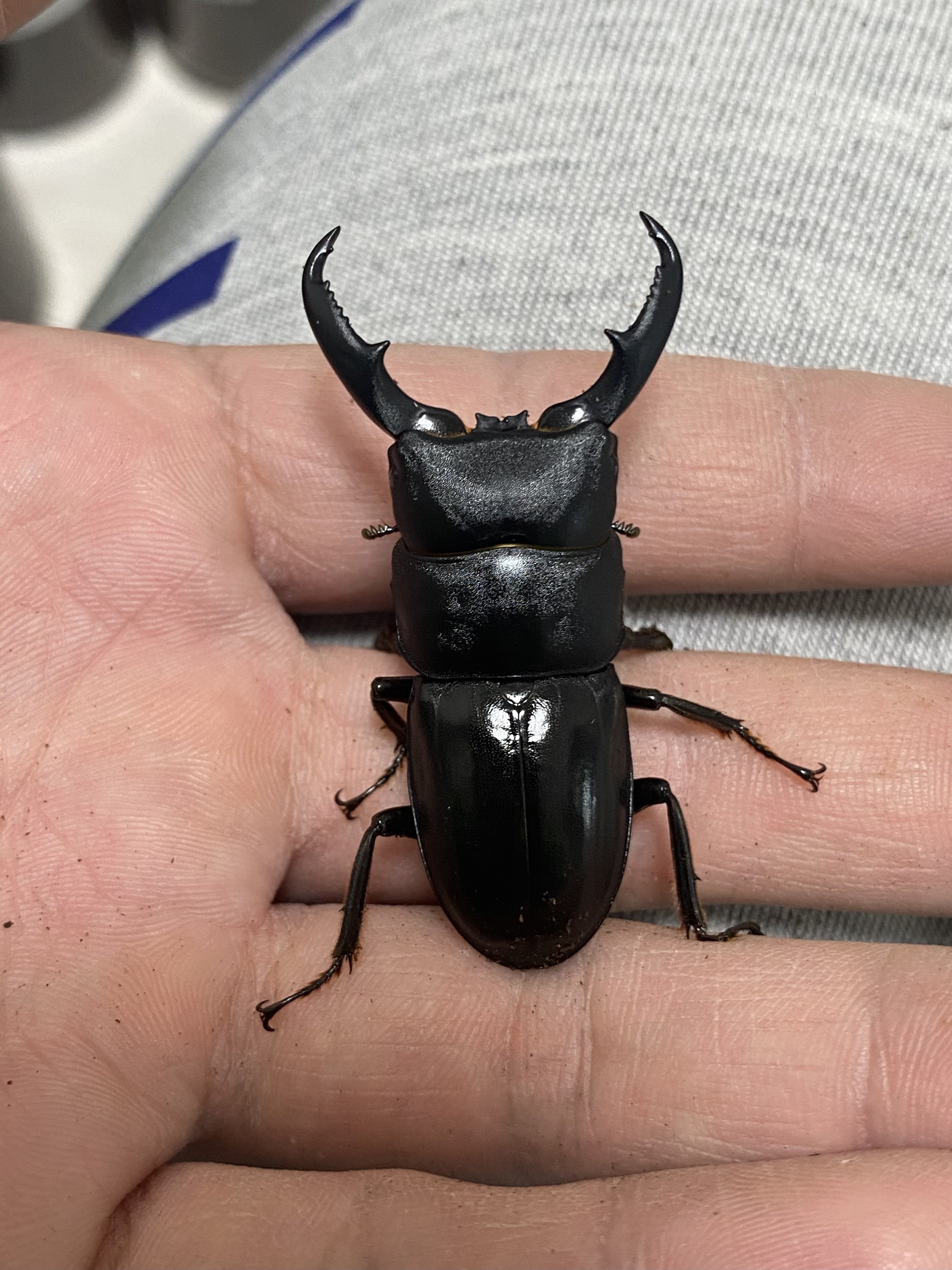 ハチジョウヒラタ飼育記録feat.2024八丈島採集｜SORA