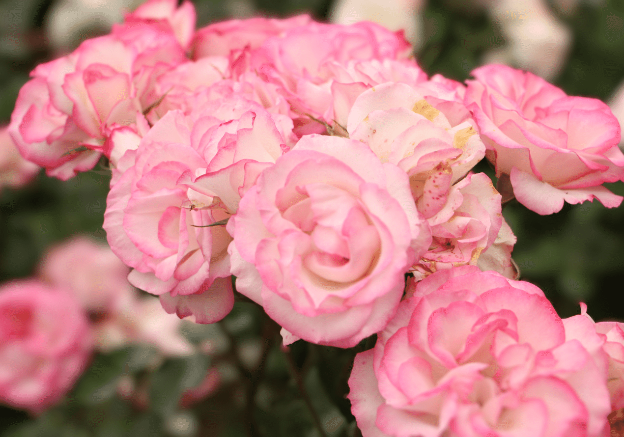 綺麗な薔薇を見に｜mayumi