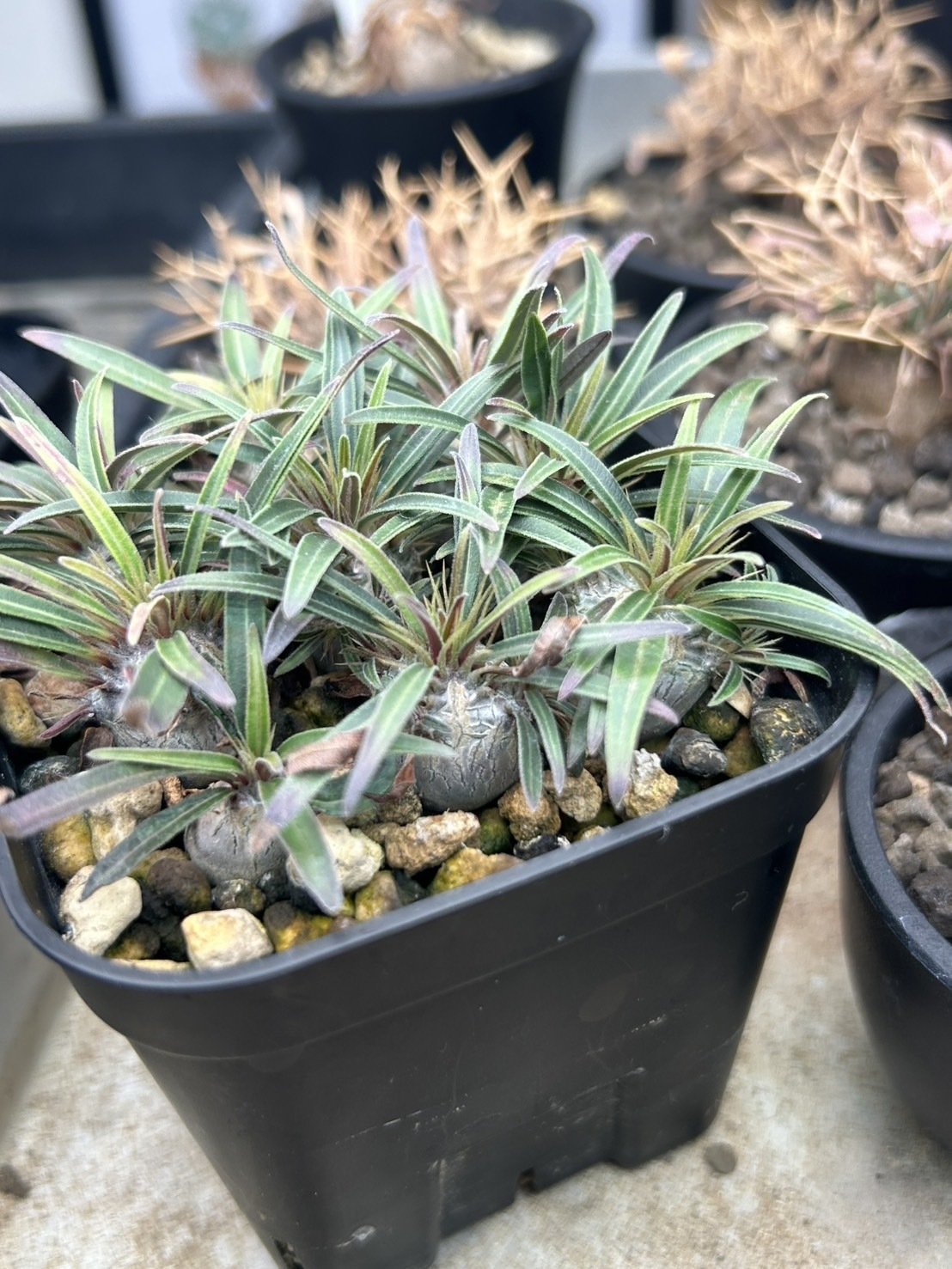 グラキリス実生の育て方 ― 光・水・風のバランスがすべて｜TKplants