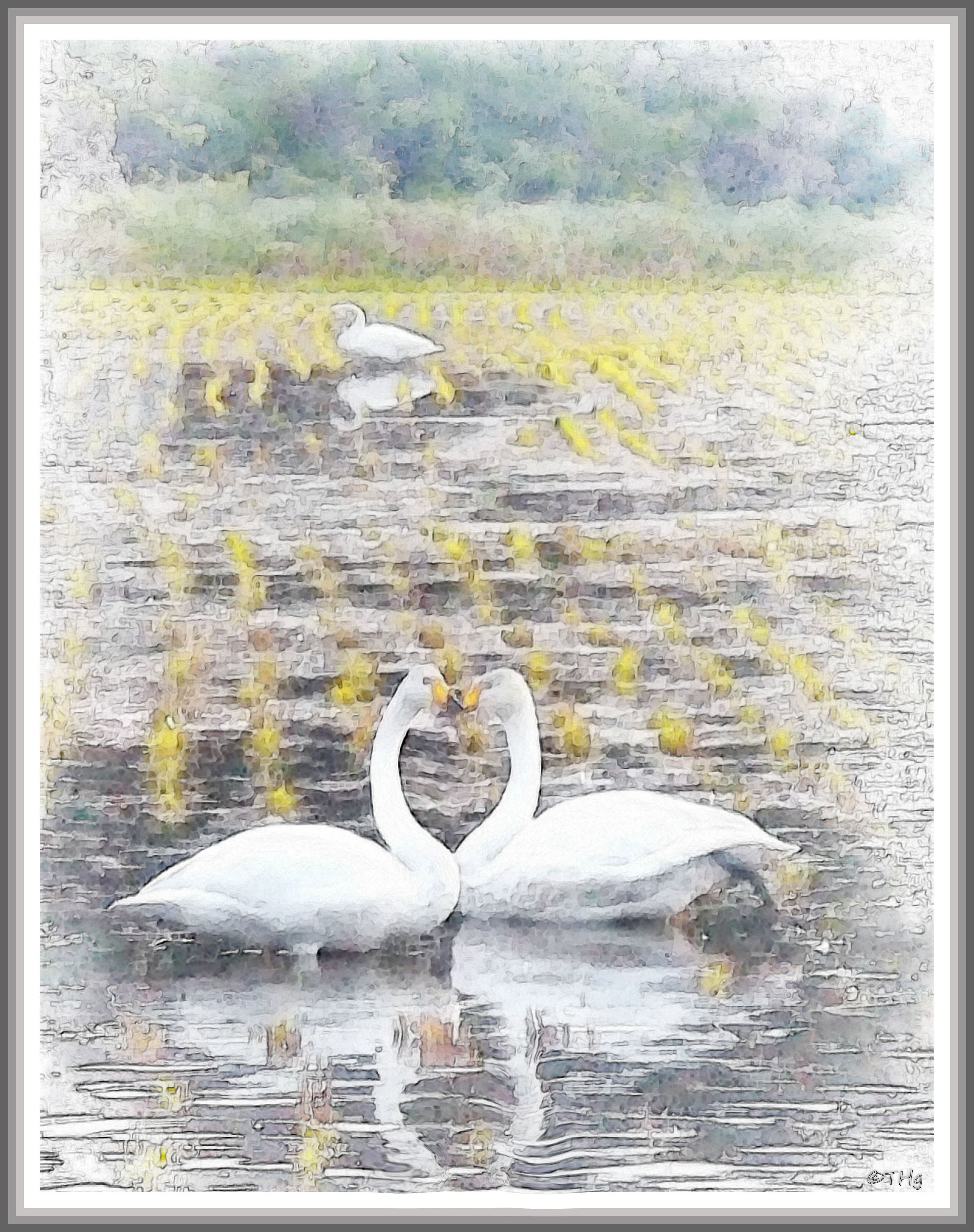 飛来した白鳥（水彩画風）｜taka