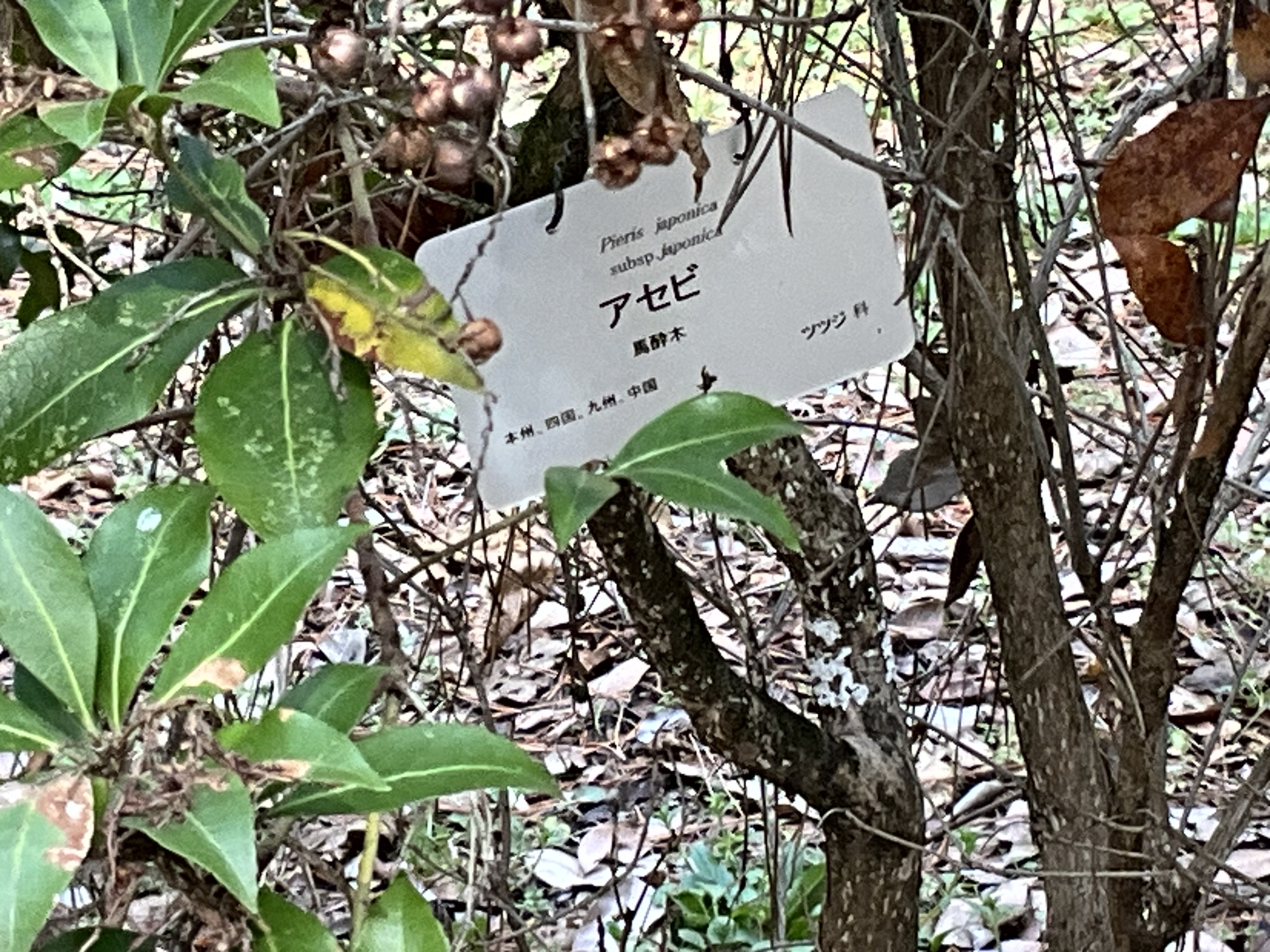 アセビ（京都府立植物園）：2026年2月25日（水）｜藤井秀昭（『京都