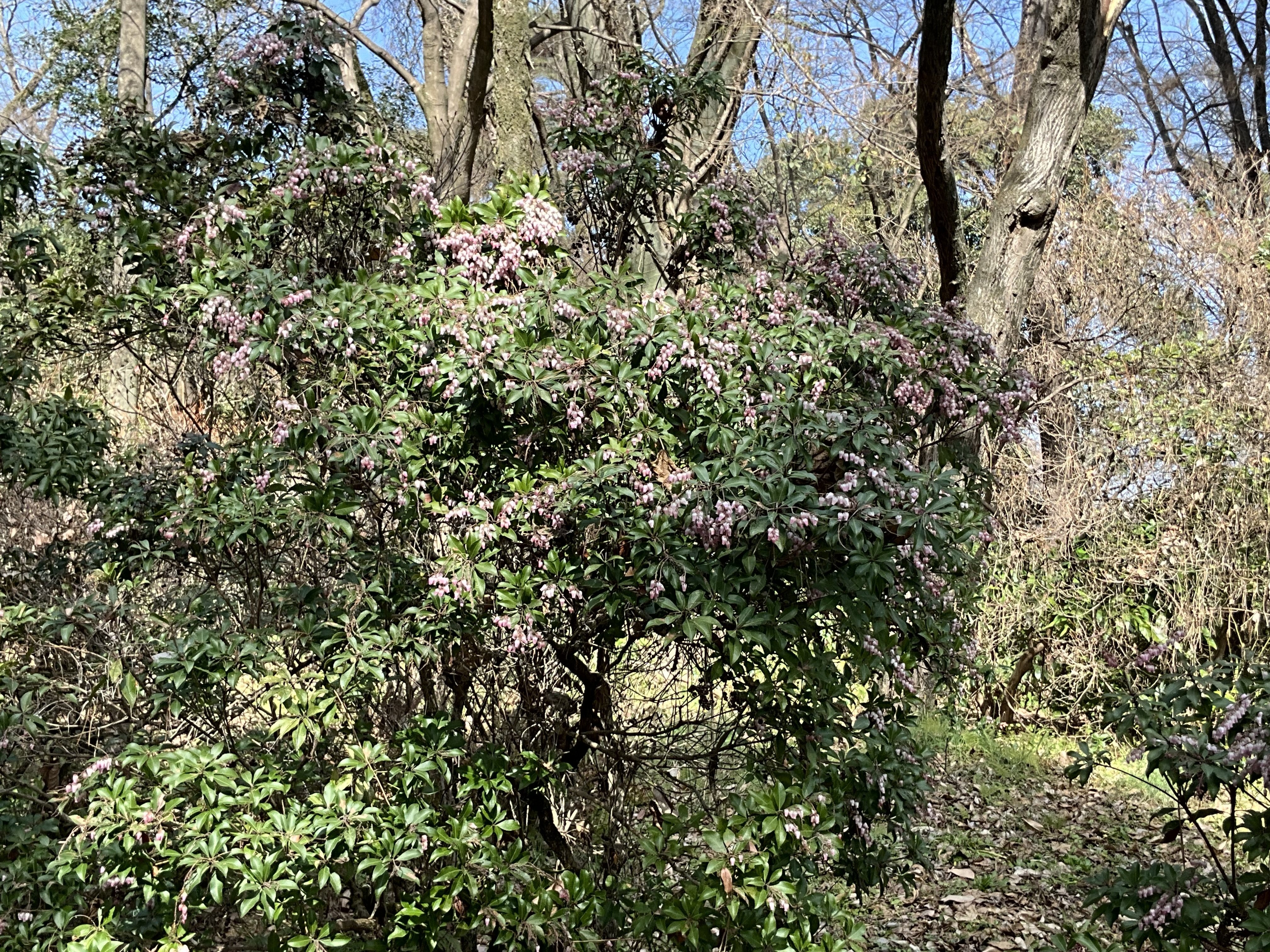 アセビ（京都府立植物園）：2026年2月25日（水）｜藤井秀昭（『京都