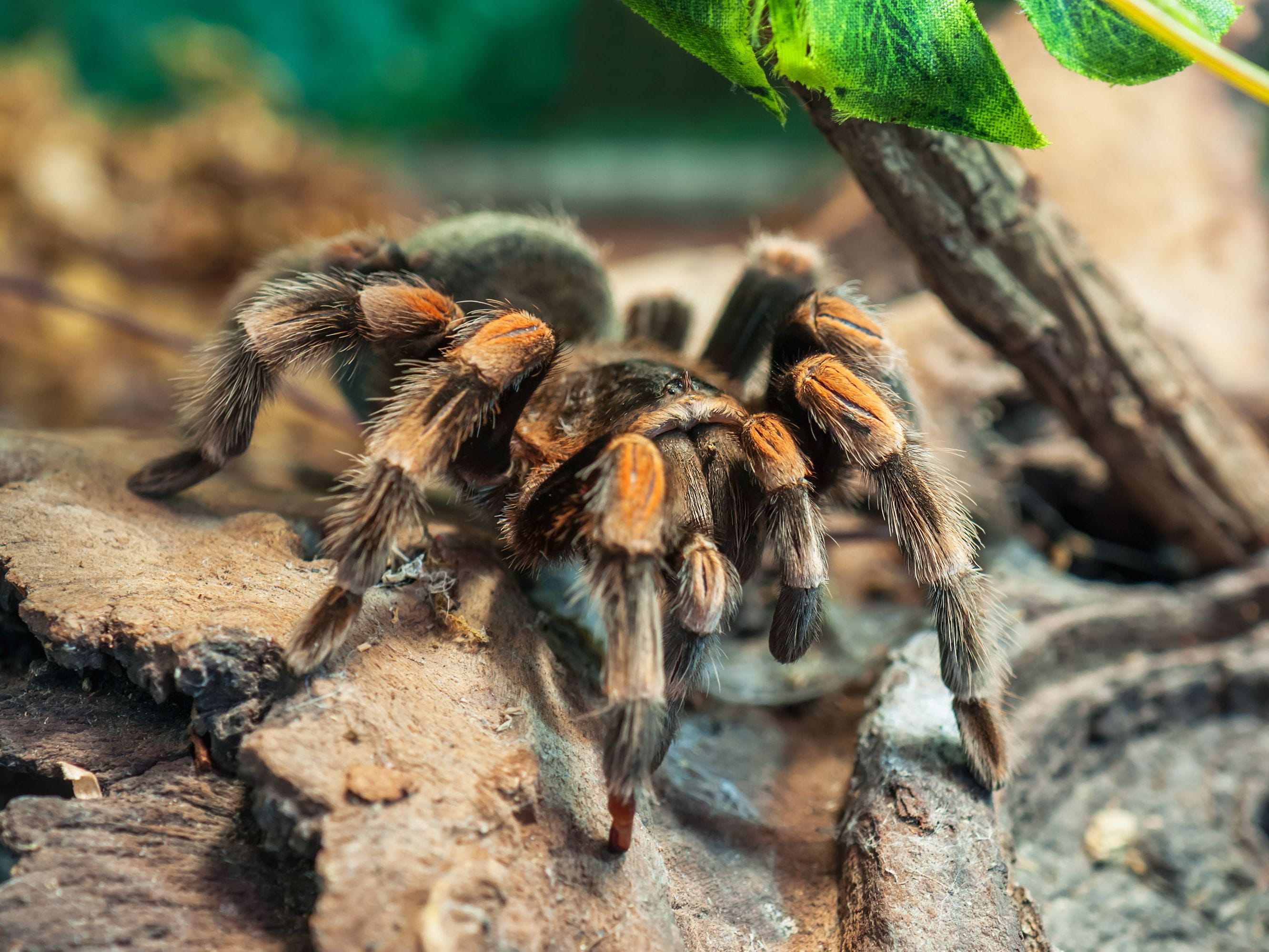 Are tarantulas dangerous? | Poison Control