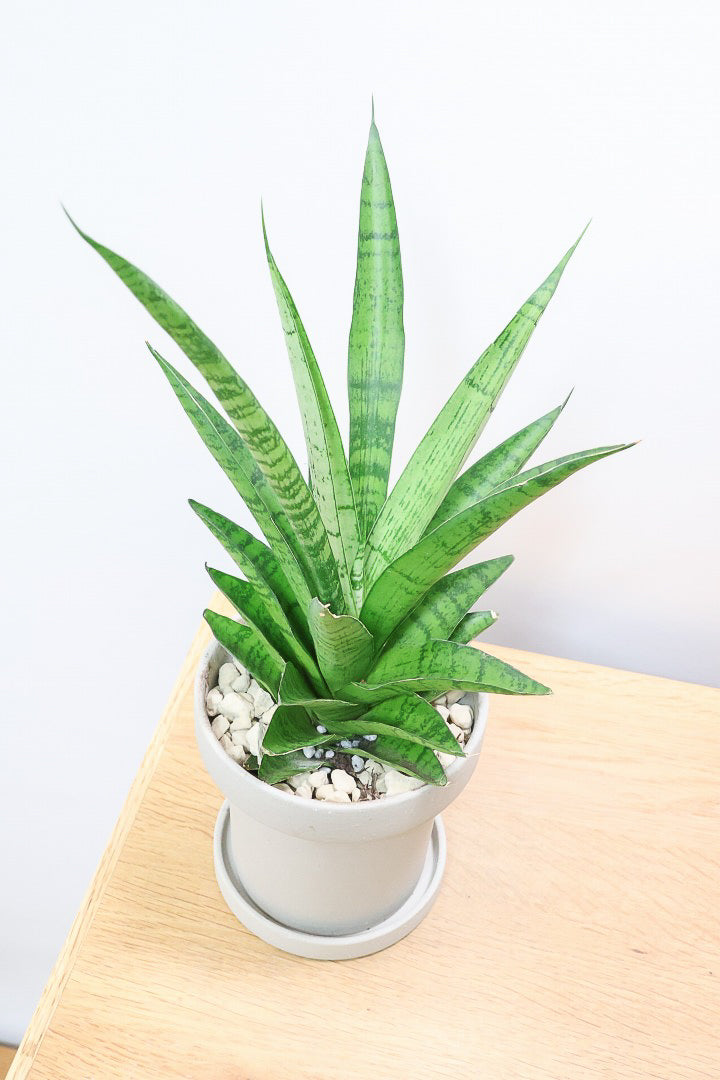 サンスベリア パゴダCO60860| 観葉植物の通信販売 | APEGO(アペーゴ)