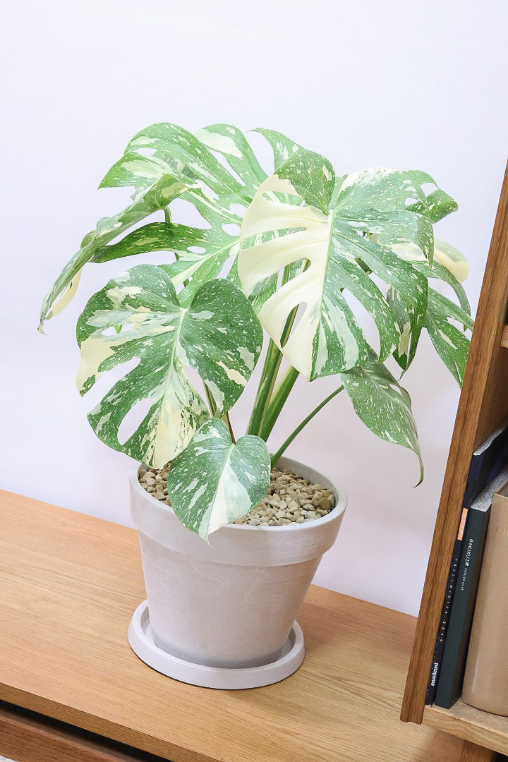 モンステラ タイコンステレーションPP61434A| 観葉植物の通信販売