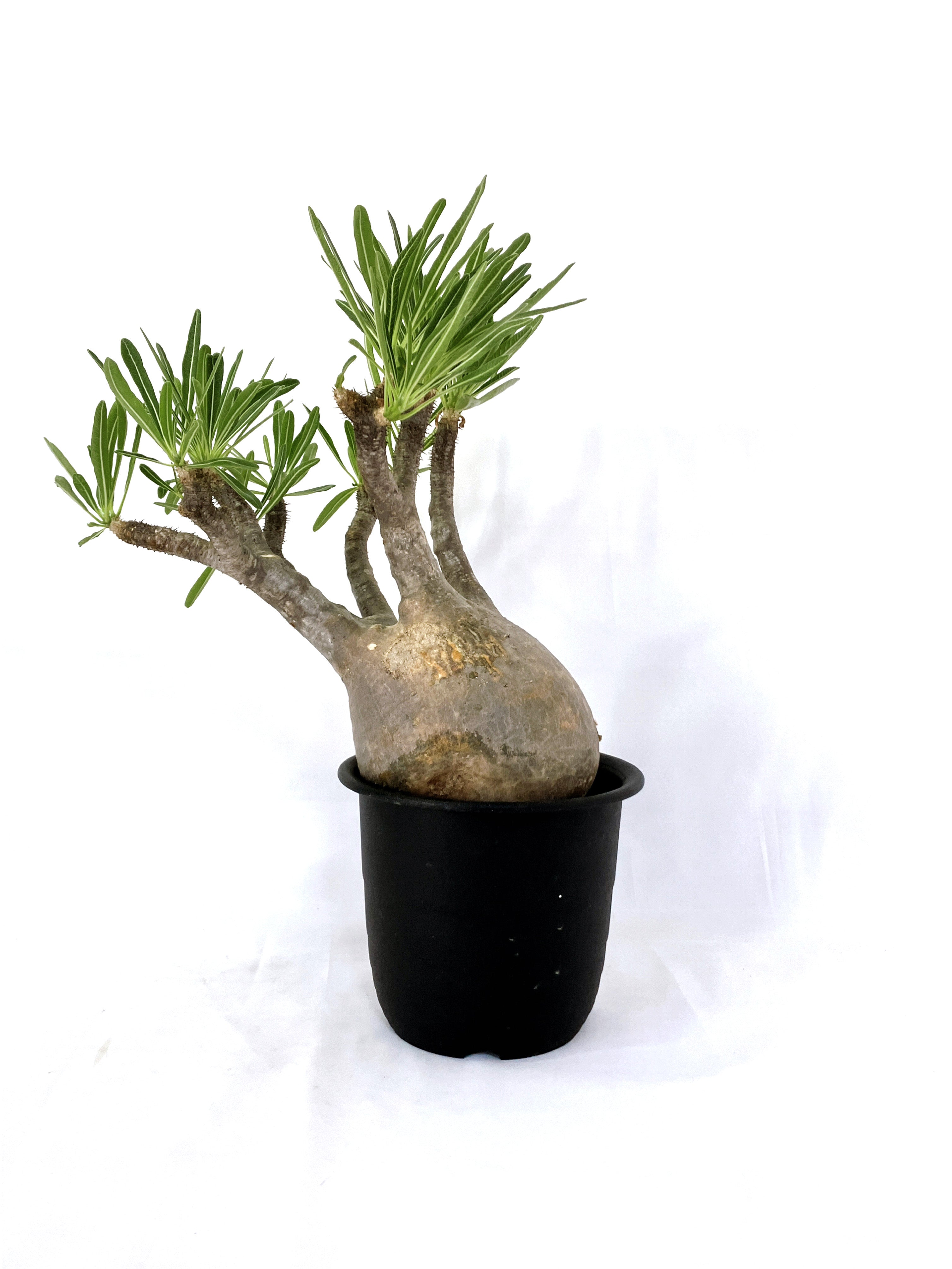 パキポディウム グラキリス② – アぺロ・ヒュ―レ