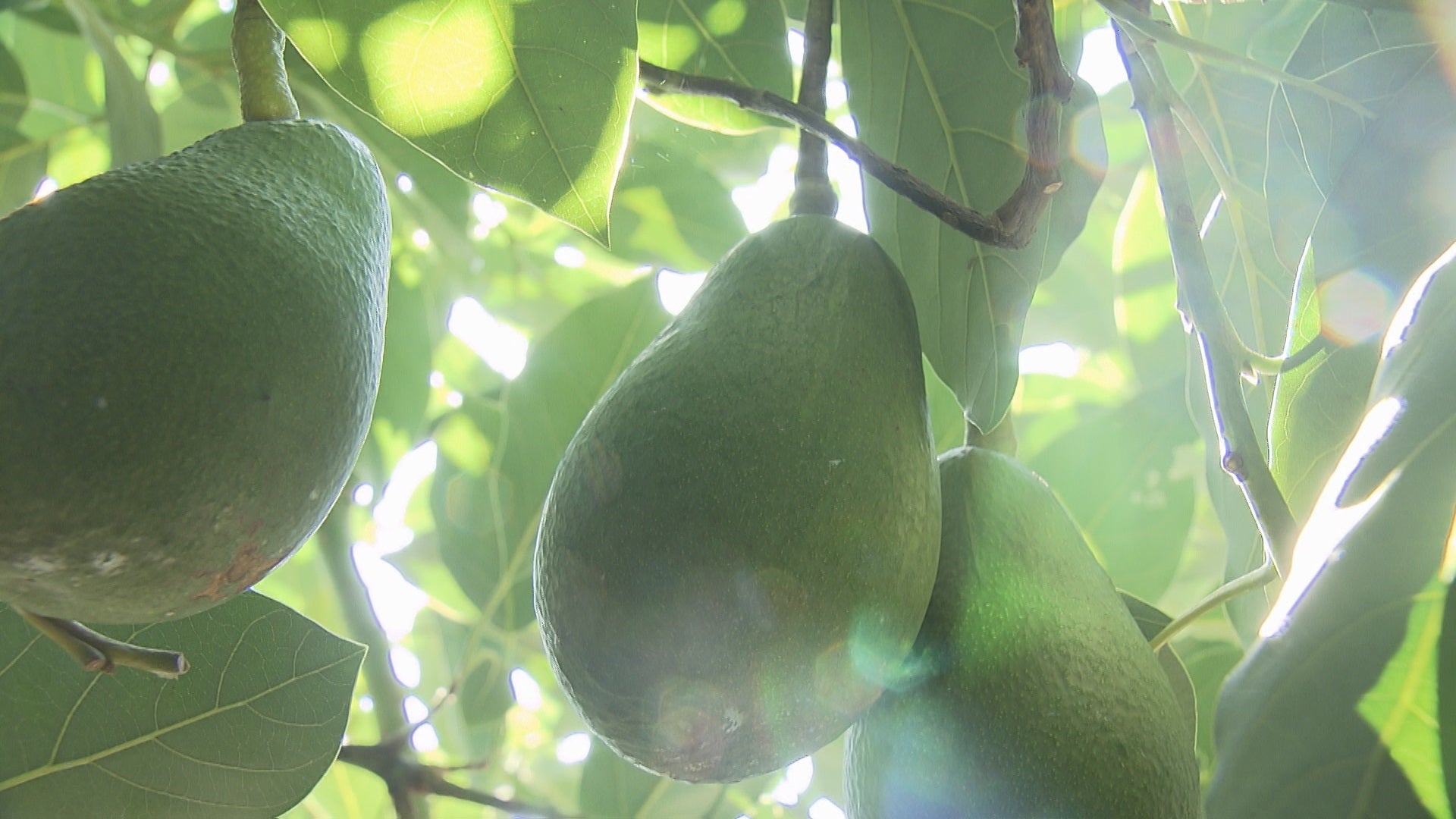 みかんの里を守れ！諫早アボカド「ジパング」 - RKB毎日放送