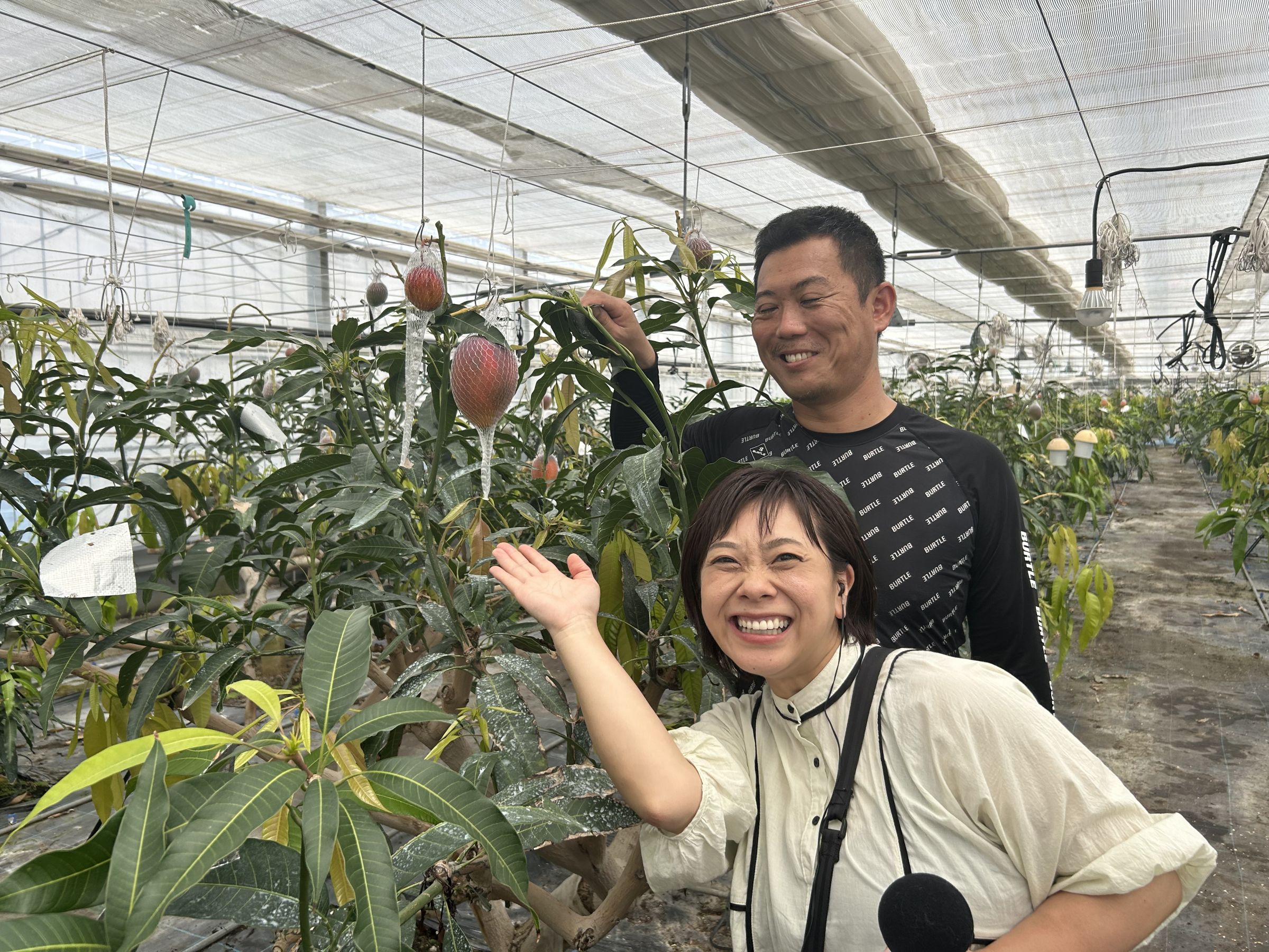 JAたがわ 青壮年部・高木隆一さんのマンゴー 明光院昌子 - RKB毎日放送