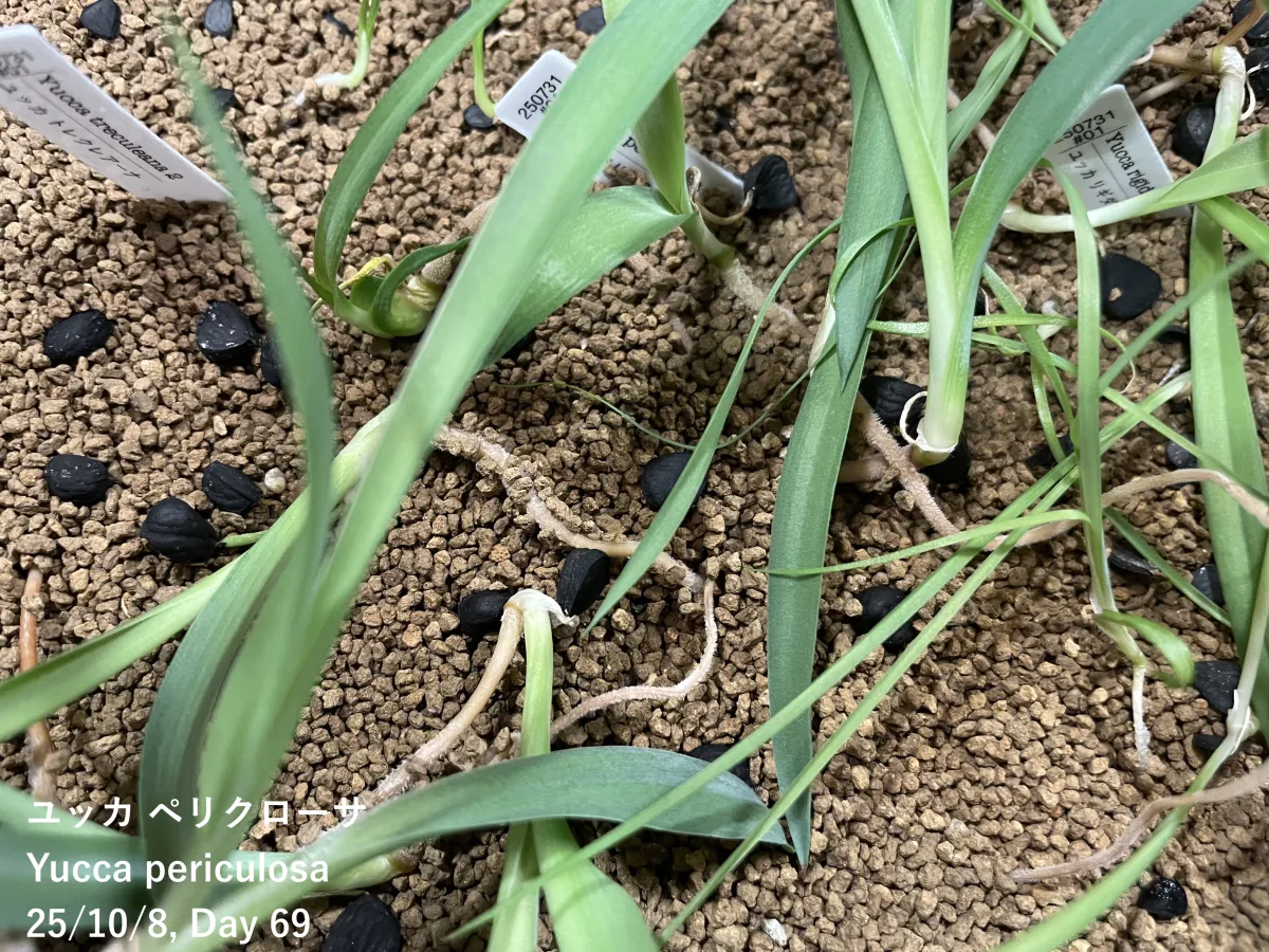 種子] ユッカ ペリクローサ Yucca periculosa｜ドライガーデン 耐寒性
