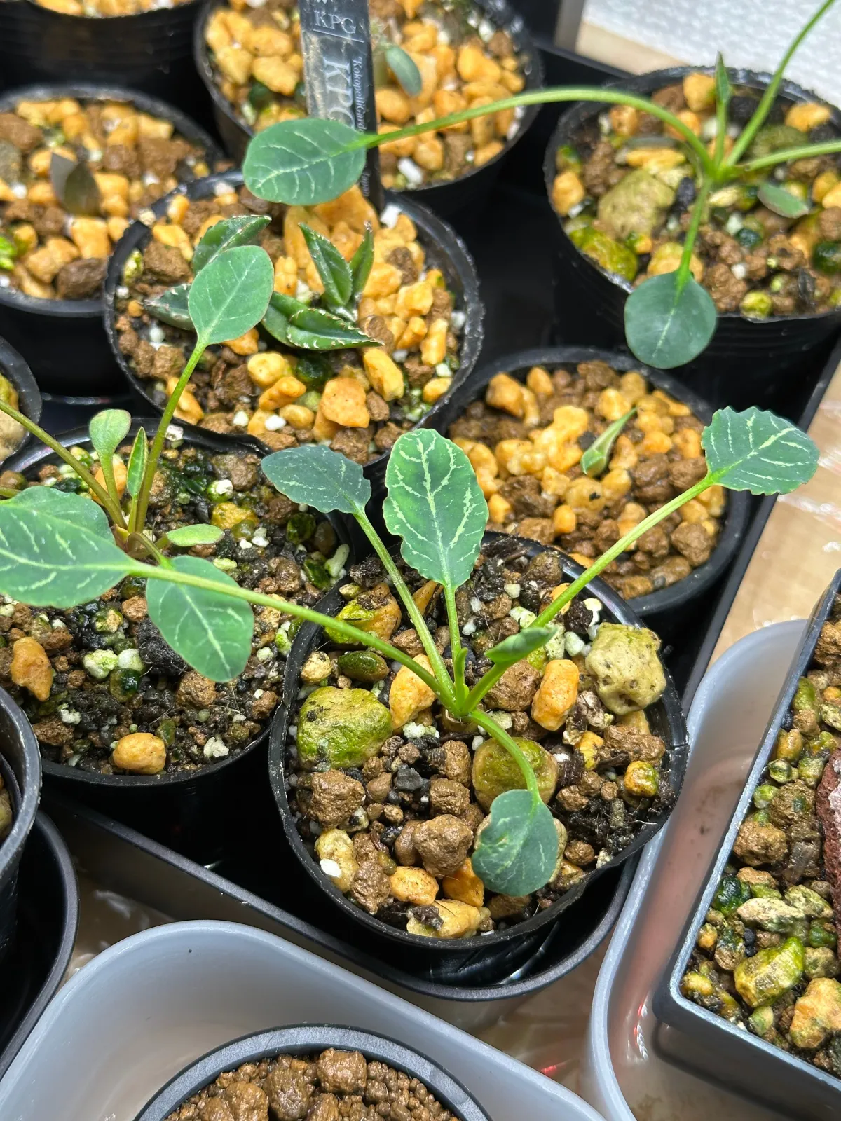 種子] ユーフォルビア ギラウミニアナ Euphorbia guillauminiana