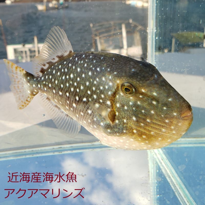 近海産海水魚》