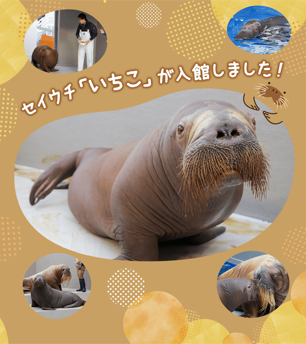 鳥羽水族館 公式サイト