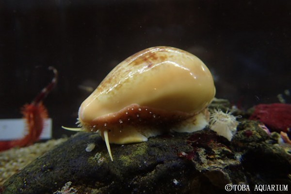 普段は外套膜に覆われています | 鳥羽水族館 飼育日記