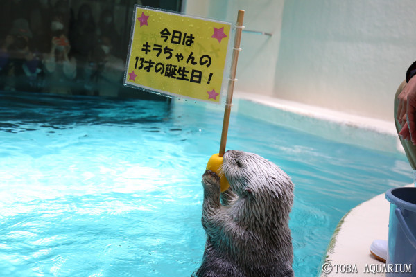 キラちゃん誕生日おめでとう！ | 鳥羽水族館 飼育日記