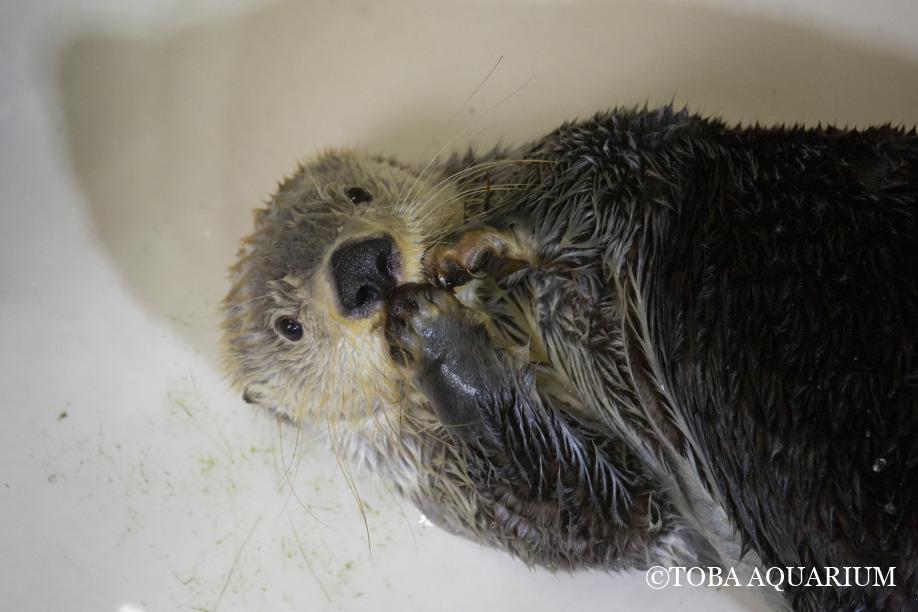 今日のキラちゃん | 鳥羽水族館 飼育日記