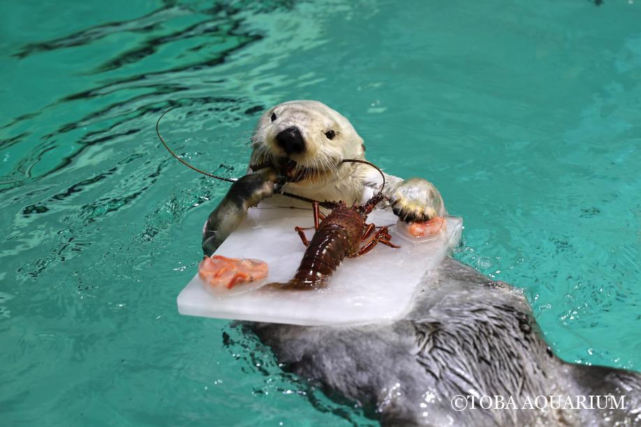 きらめく2025年に | 鳥羽水族館 飼育日記