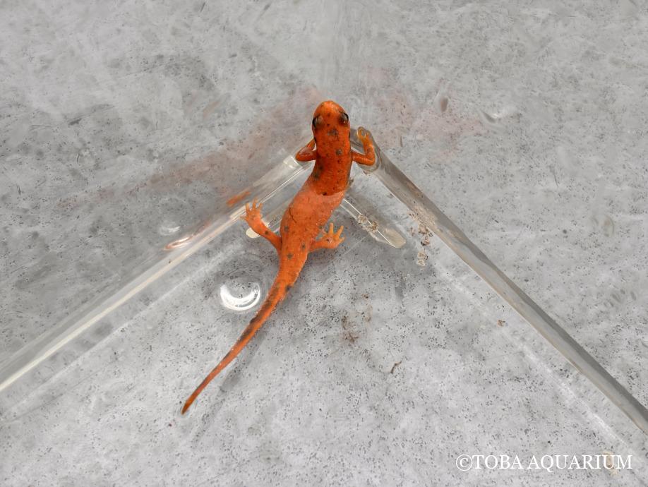 オレンジ色のイモリが入館しました！ | 鳥羽水族館 飼育日記