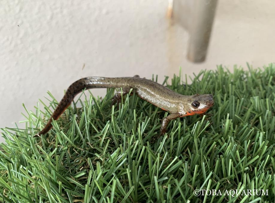 オレンジ色のイモリが入館しました！ | 鳥羽水族館 飼育日記