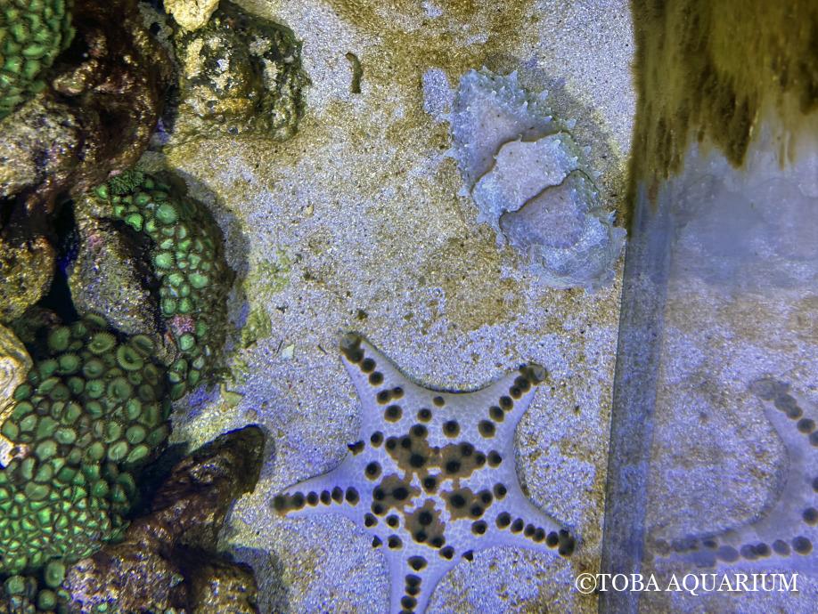 今年もコブシメを展示し始めました | 鳥羽水族館 飼育日記