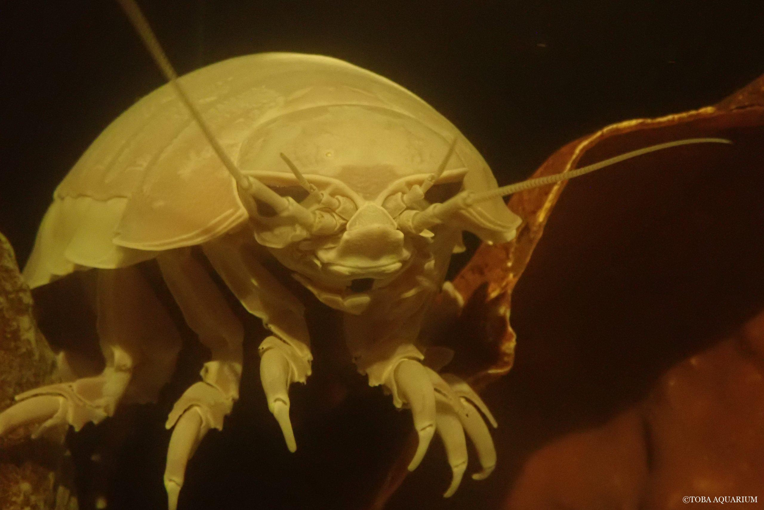 ダイオウグソクムシ№32が脱皮しました | 鳥羽水族館 飼育日記