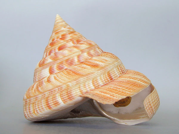 ギャラリー | 鳥羽水族館公式ホームページ