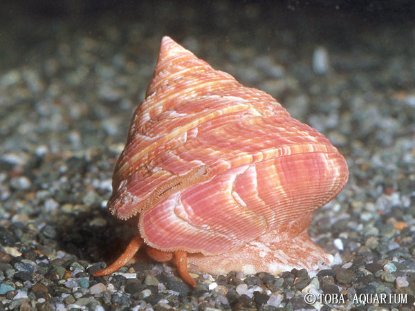 ギャラリー | 鳥羽水族館公式ホームページ