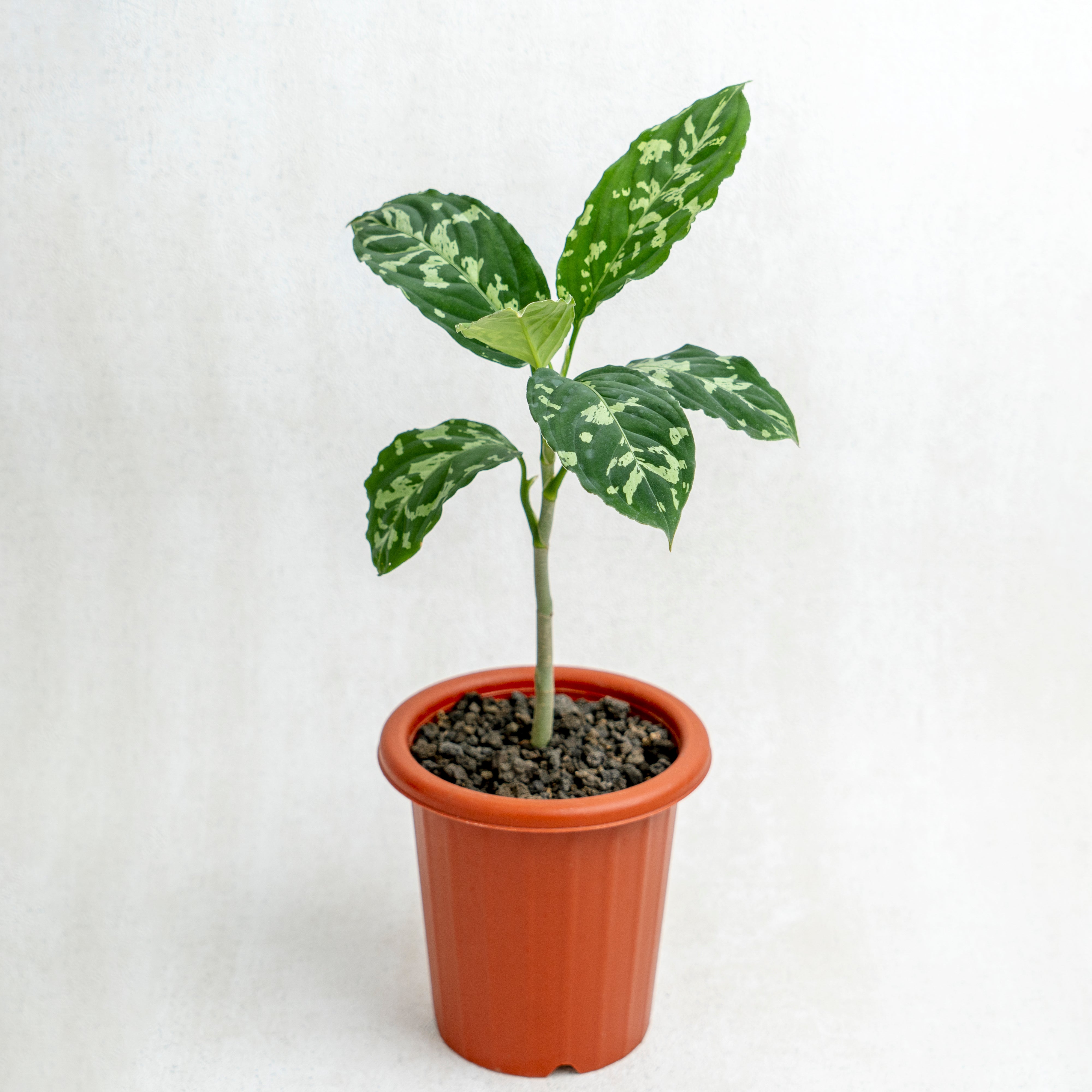 Aglaonema Pictum Bicolor — Aroidasia