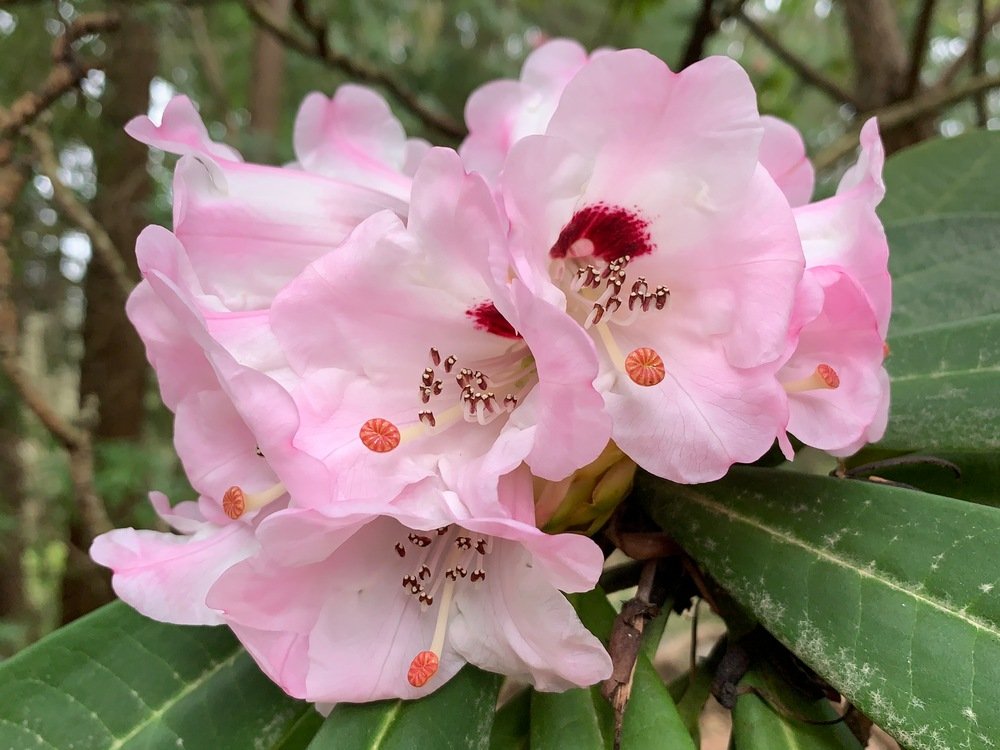 rhododendron-calophytum.jpeg