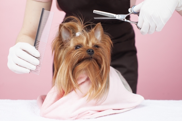 トリマーさんが使用するトリミングシザーの種類と特徴を解説