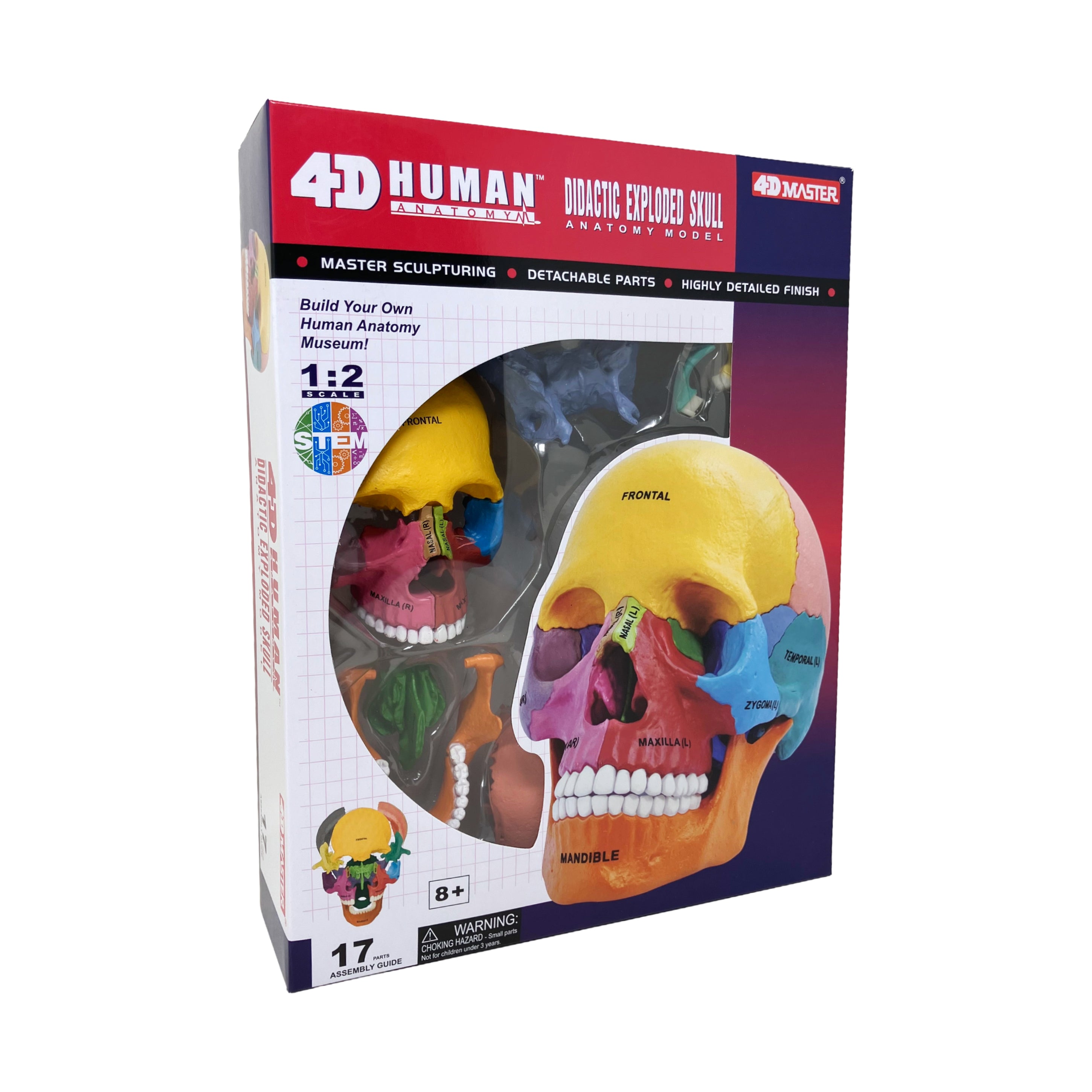 4D Human Anatomy - Didactic Exploded Skull Anatomy Model