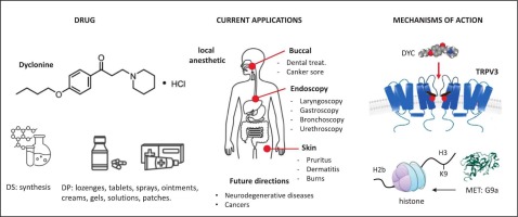 A new horizon for the anesthetic drug dyclonine - ScienceDirect