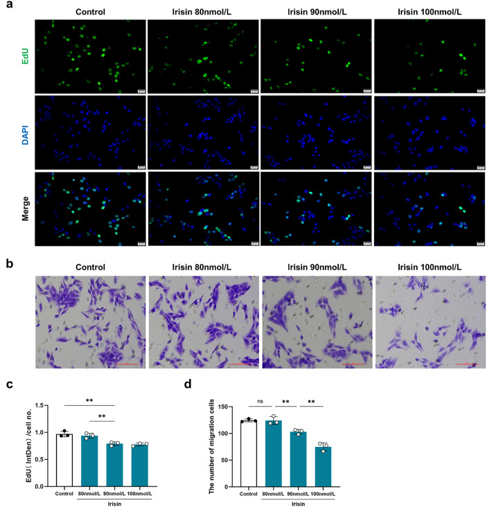 Irisin attenuates liver fibrosis by regulating energy metabolism