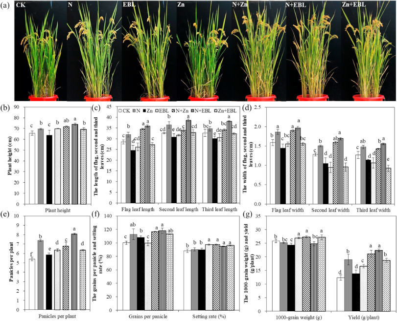 Alleviating effects of zinc and 24-epibrassionlide on cadmium
