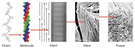 Comprehensive review on collagen extraction from food by-products