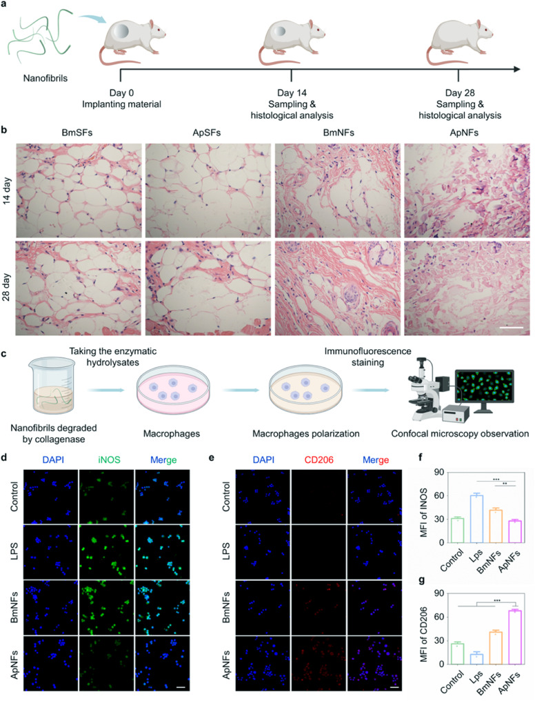 Antheraea pernyi silk nanofibrils with inherent RGD motifs