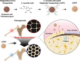 Dual-Action ascorbic acid–maghemite hybrid nanoparticles enhance