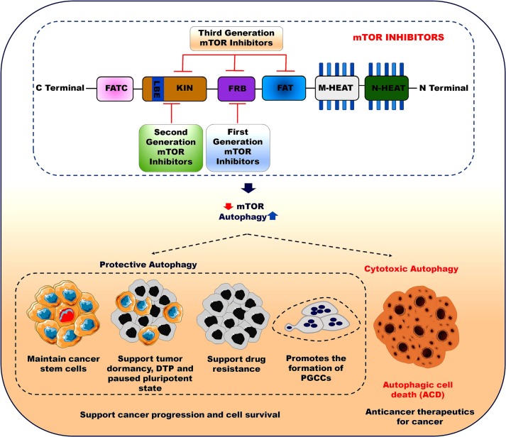 mTOR inhibitors in targeting autophagy and autophagy-associated