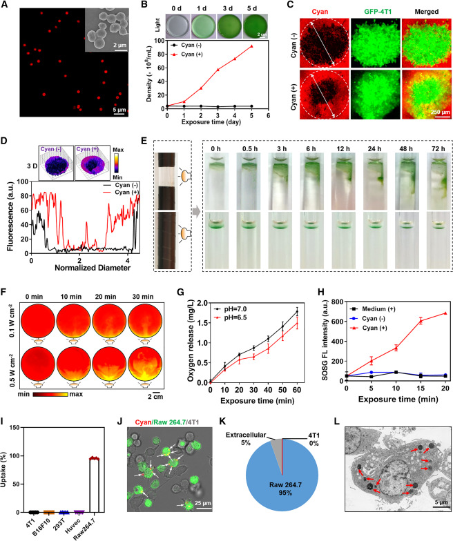 Cyanobacteria-intelligent biohybrid system enables light-guided