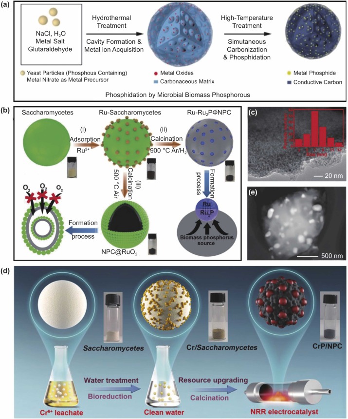 Role of Microorganisms in Electrocatalysts for Energy Applications