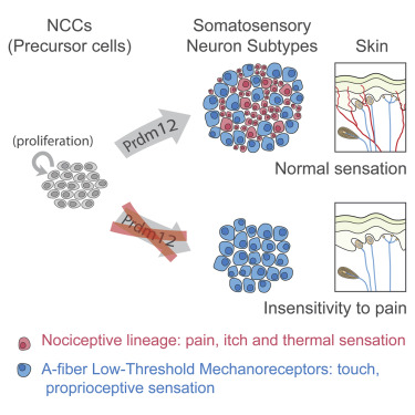 PRDM12 Is Required for Initiation of the Nociceptive Neuron